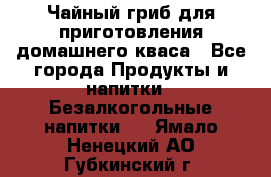 Чайный гриб для приготовления домашнего кваса - Все города Продукты и напитки » Безалкогольные напитки   . Ямало-Ненецкий АО,Губкинский г.